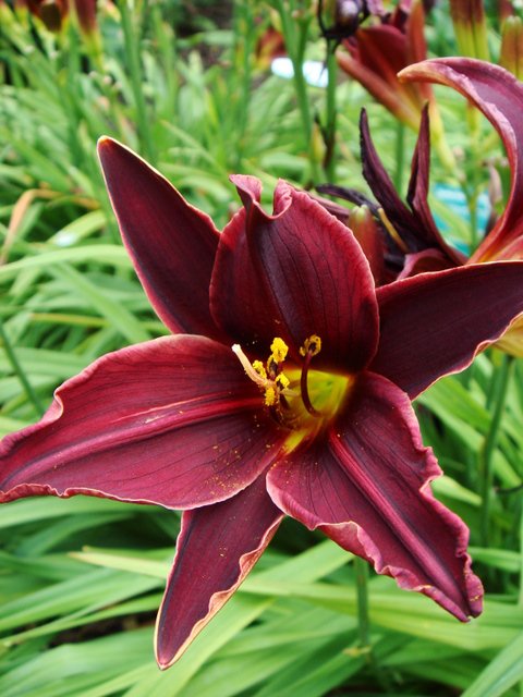 Hemerocallis x 'Brasstown'